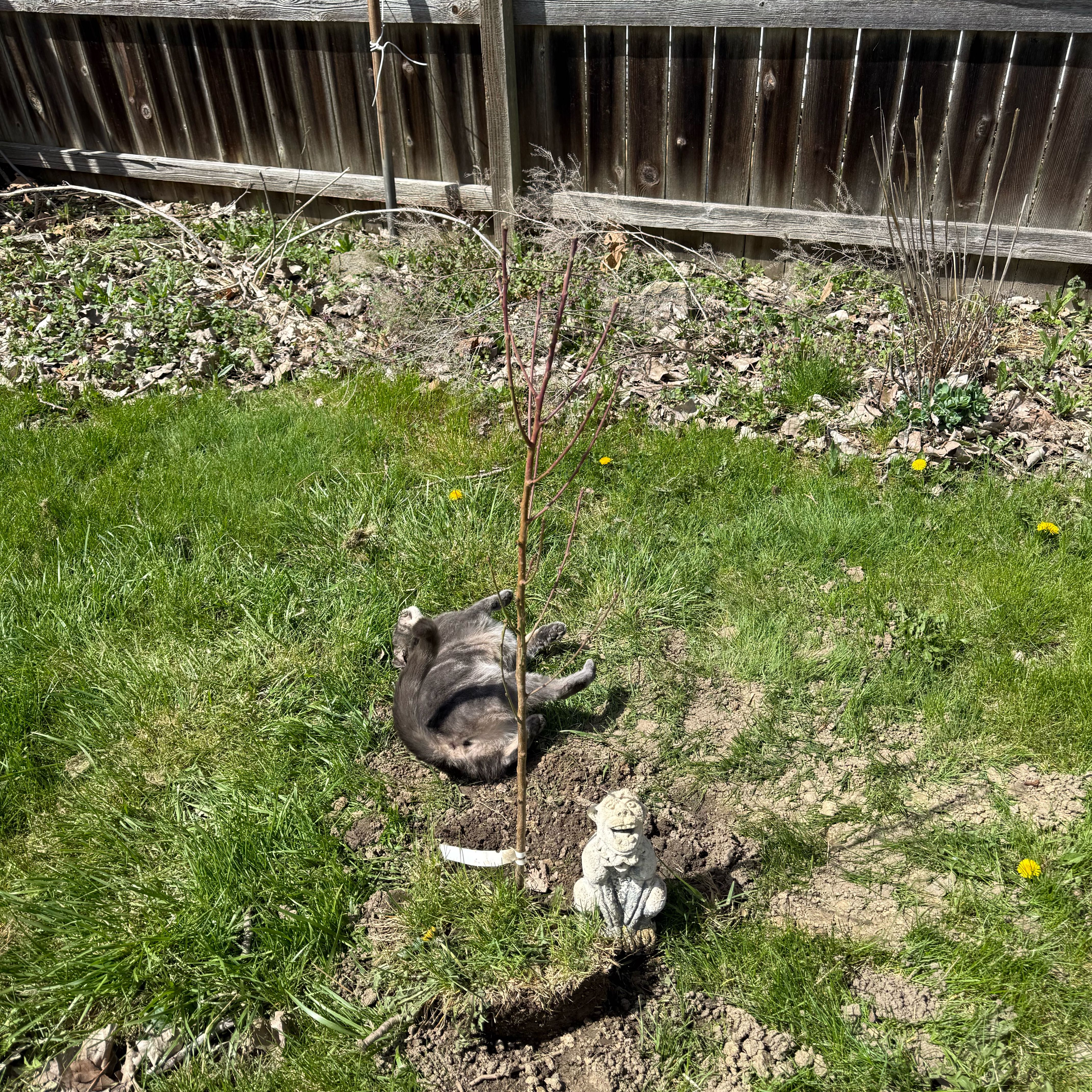 Photo of the plant species Contender Peach by @HonoredCatnip59 named Contender Peach on Greg, the plant care app