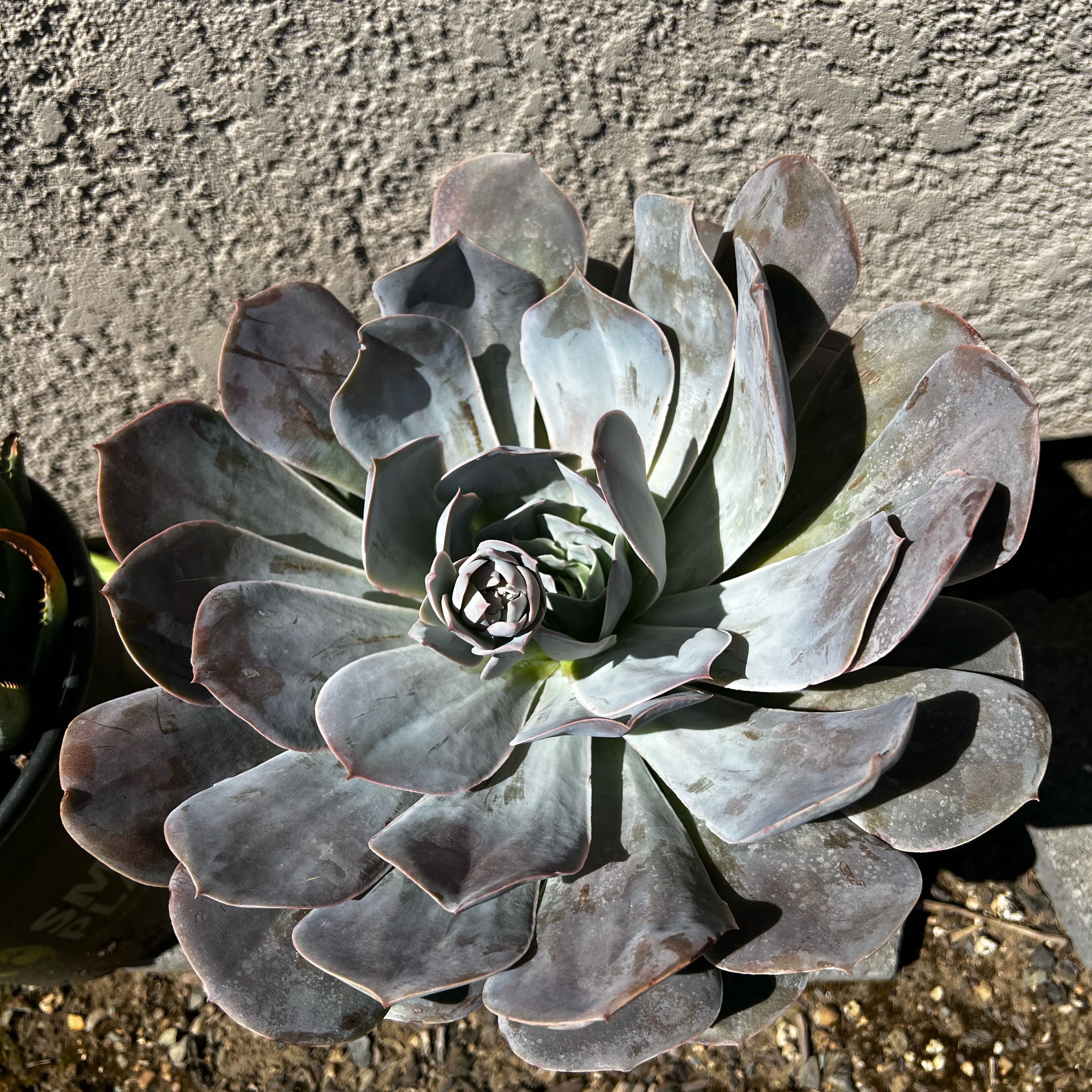 Photo of the plant species Encantada™ Echeveria by @WiseChives18 named Lola on Greg, the plant care app