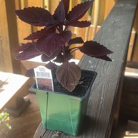 Photo of the plant species Coleus 'Talavera Chocolate Velveteen' by @YardMaylily78 named Curie on Greg, the plant care app
