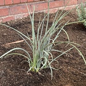 Photo of the plant species Texas Red Yucca by @PiousOrpine7 named Emerson on Greg, the plant care app