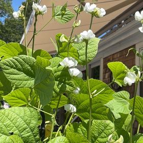 Photo of the plant species Hyacinth Bean by @TastyCalathea60 named Athena on Greg, the plant care app
