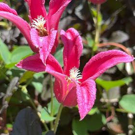 Photo of the plant species Italian Leather Flower by @TastyCalathea60 named Ulysses S Plant on Greg, the plant care app