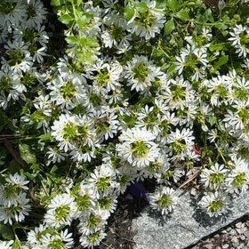 Photo of the plant species Evergreen Candytuft by @TastyCalathea60 named Beckham on Greg, the plant care app