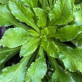 Photo of the plant species Common Beet by @TastyCalathea60 named Anne on Greg, the plant care app