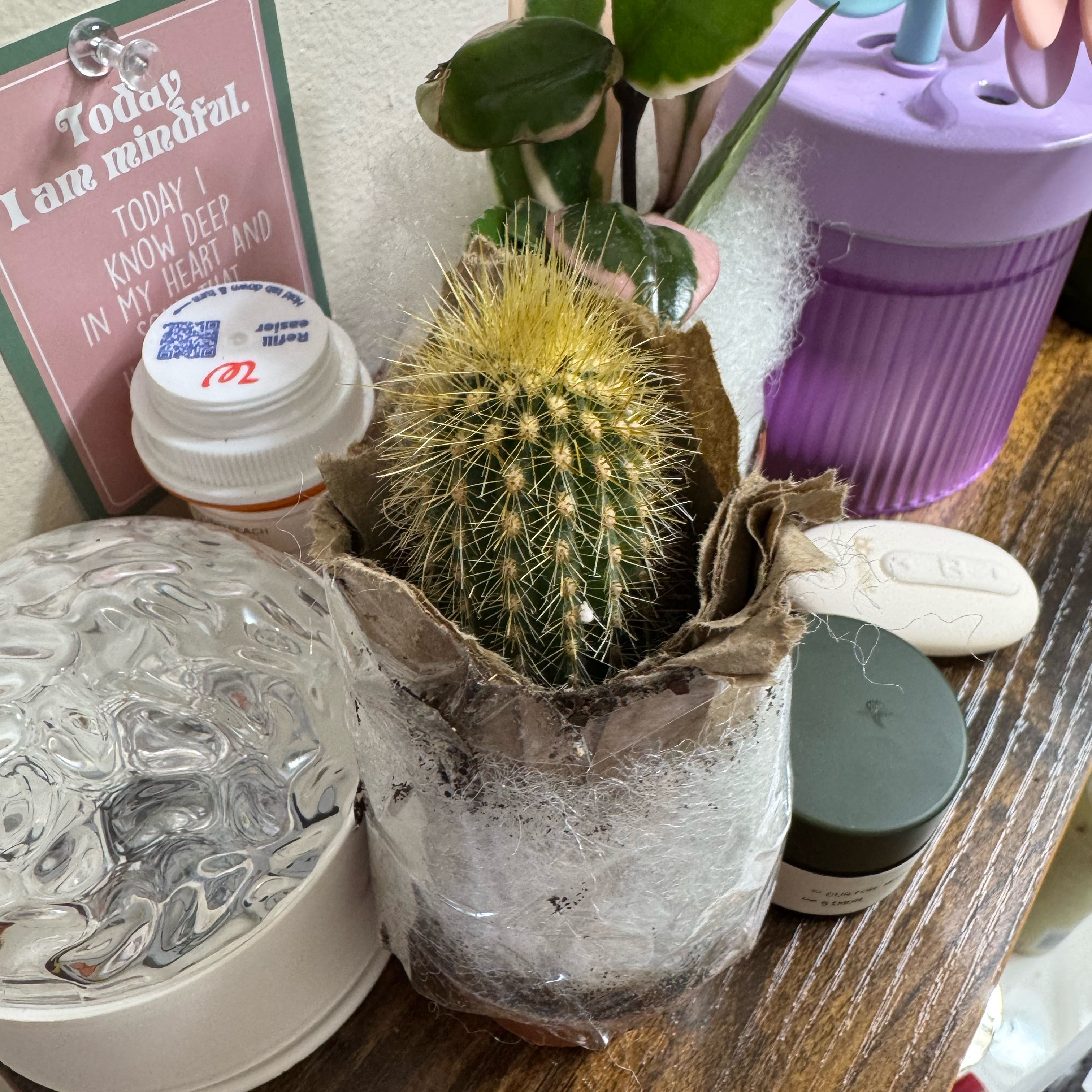 Plant care for Ivy on Greg, the plant care app