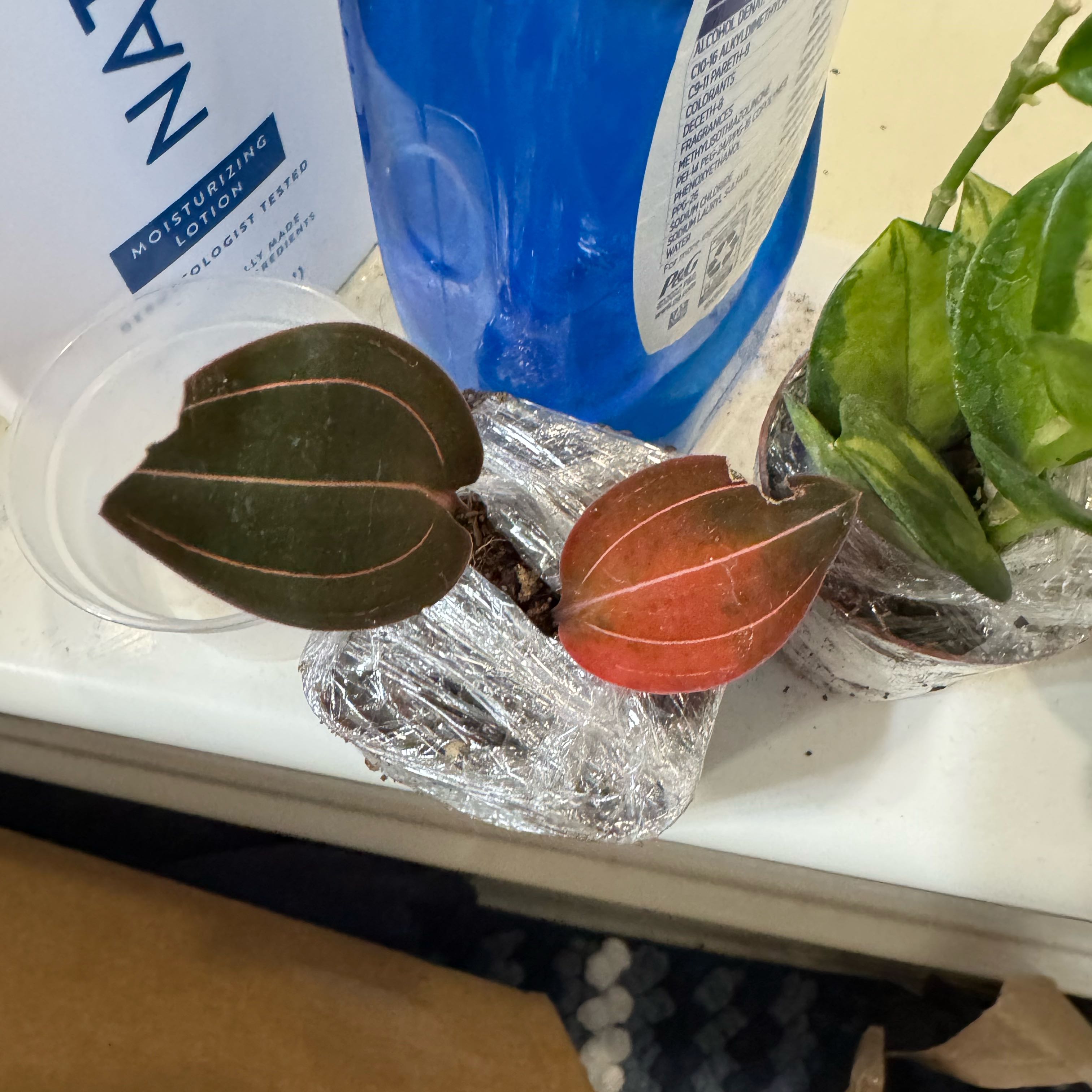 Photo of the plant species Sea Turtle Jewel Orchid by @Shep_Recs named Slider on Greg, the plant care app