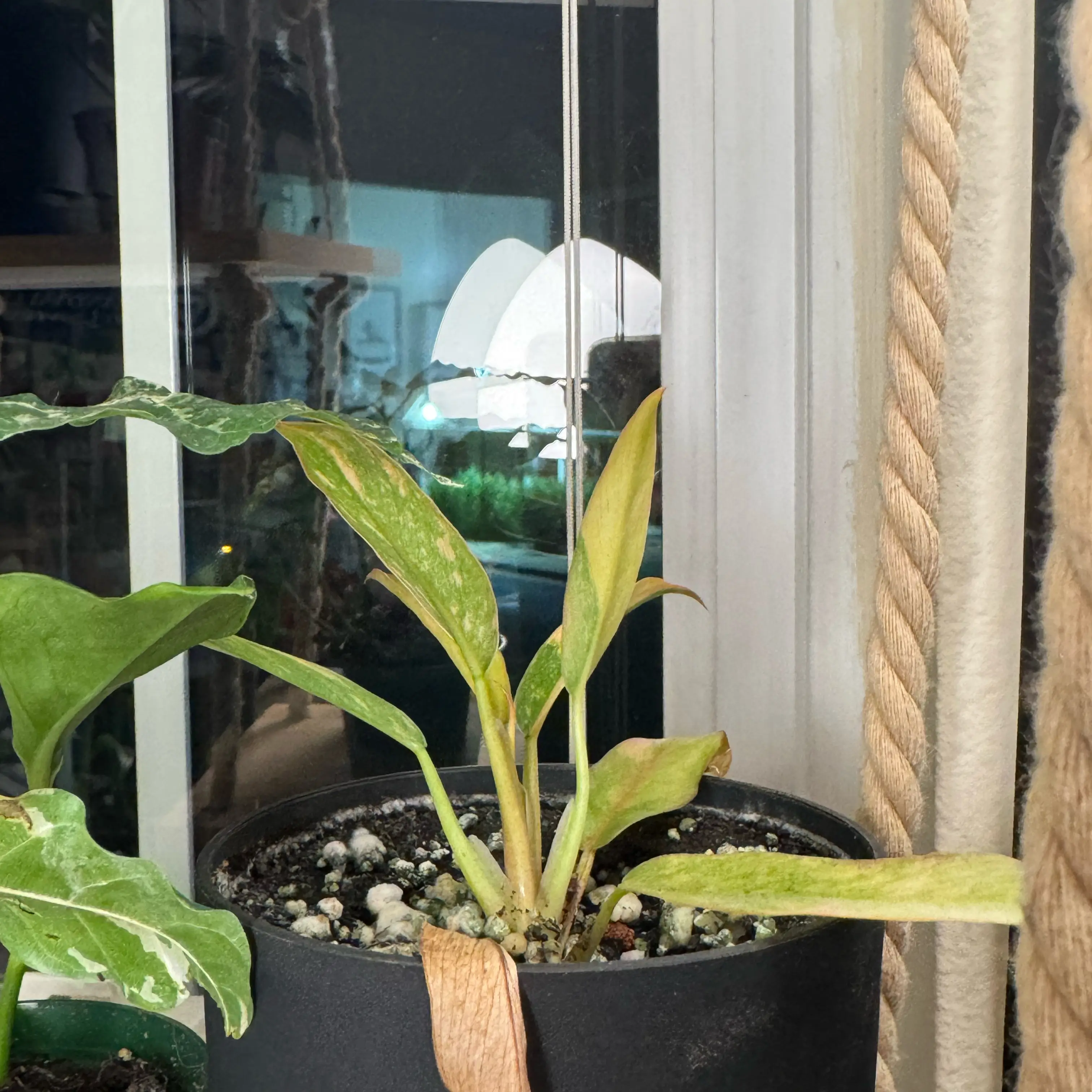 Photo of the plant species Philodrendron Ring Of Fire by @Shep_Recs named June on Greg, the plant care app