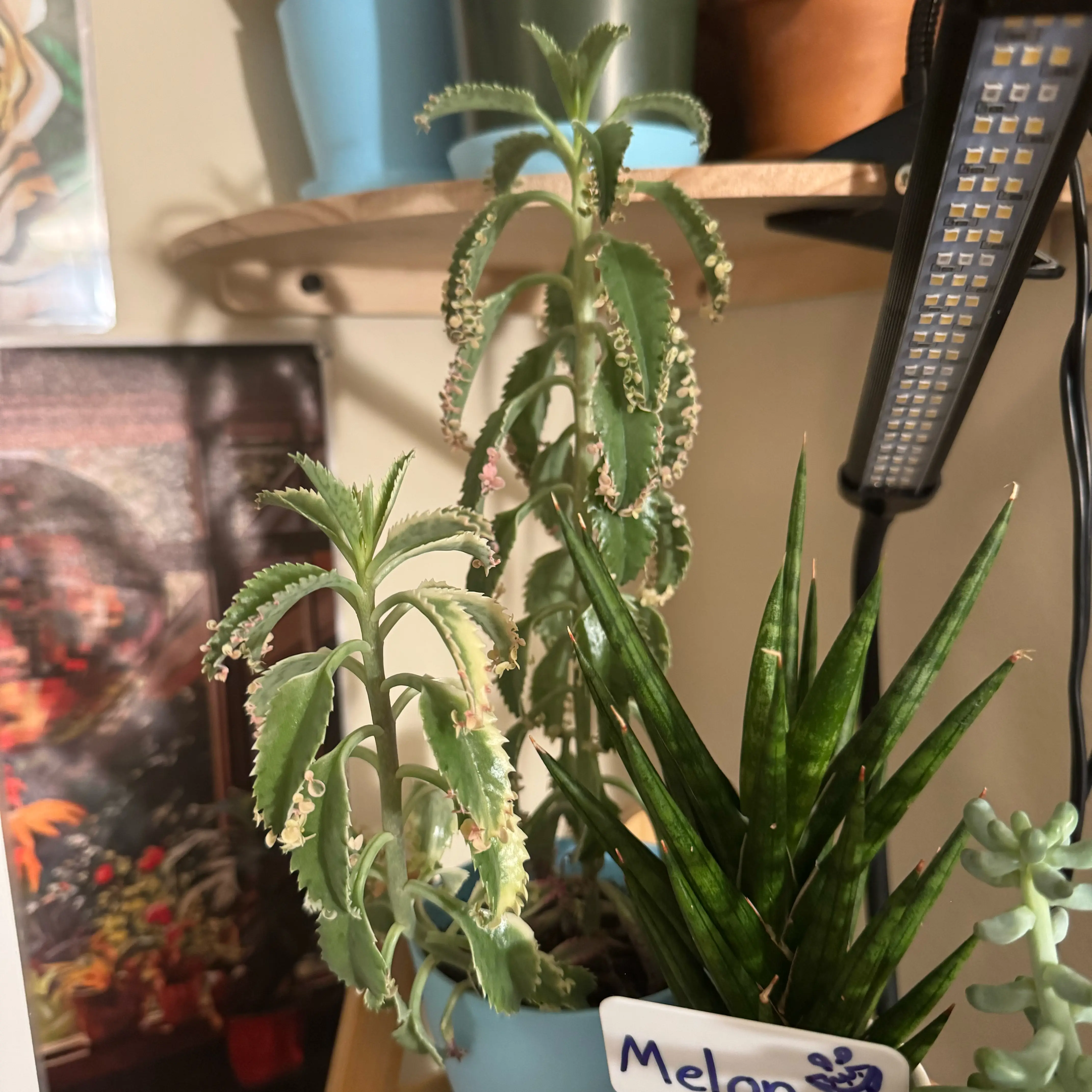 Photo of the plant species Kalanchoe Pink Butterflies by @Shep_Recs named Emerson on Greg, the plant care app