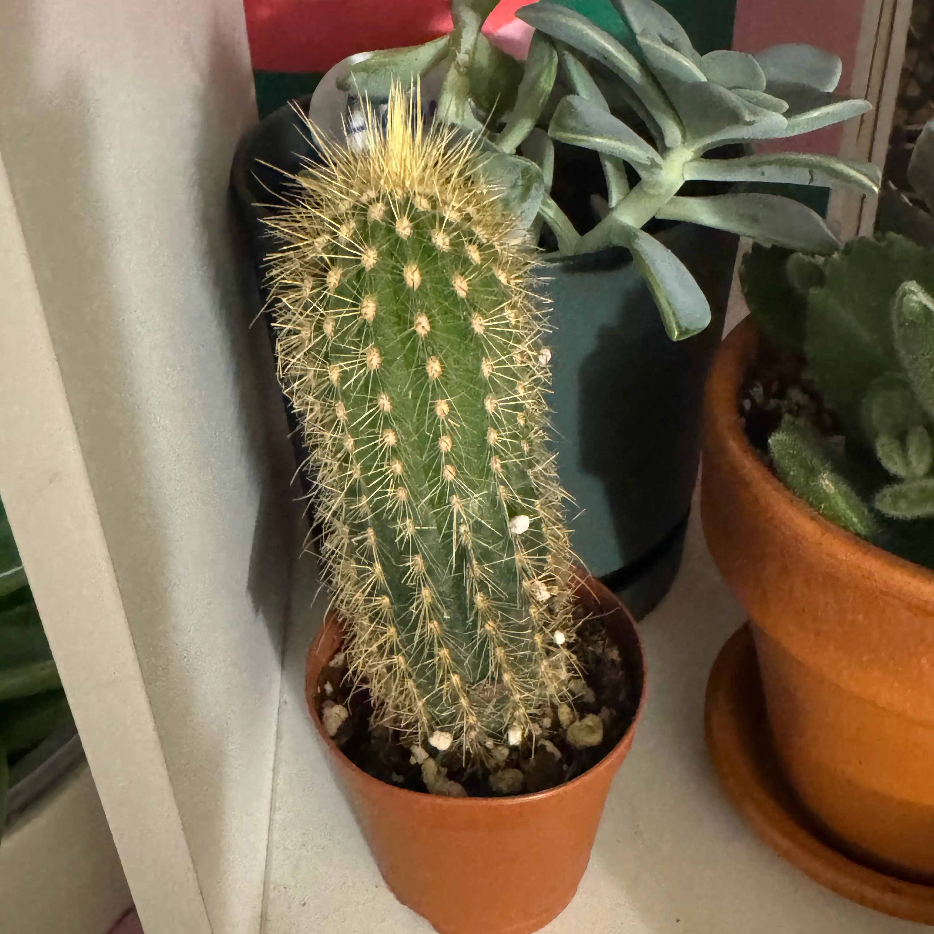 Photo of the plant species Golden Penis Cactus by @Shep_Recs named Richard on Greg, the plant care app