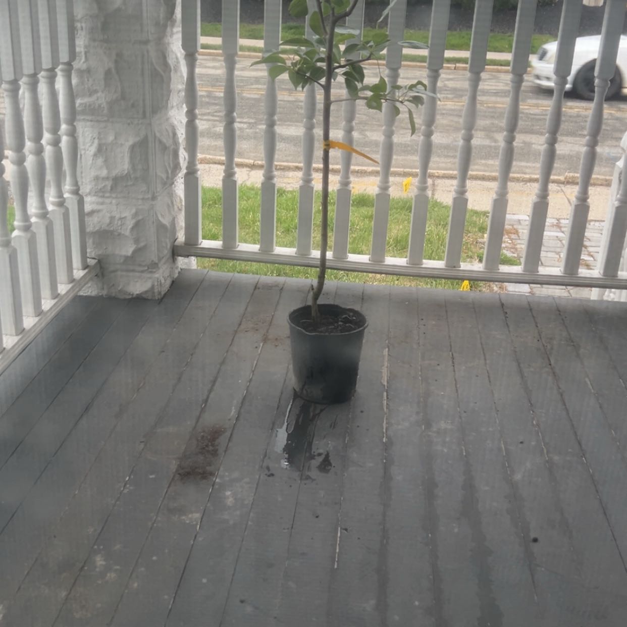 Photo of the plant species Bartlett Pear by @DelectableKoa42 named BART on Greg, the plant care app