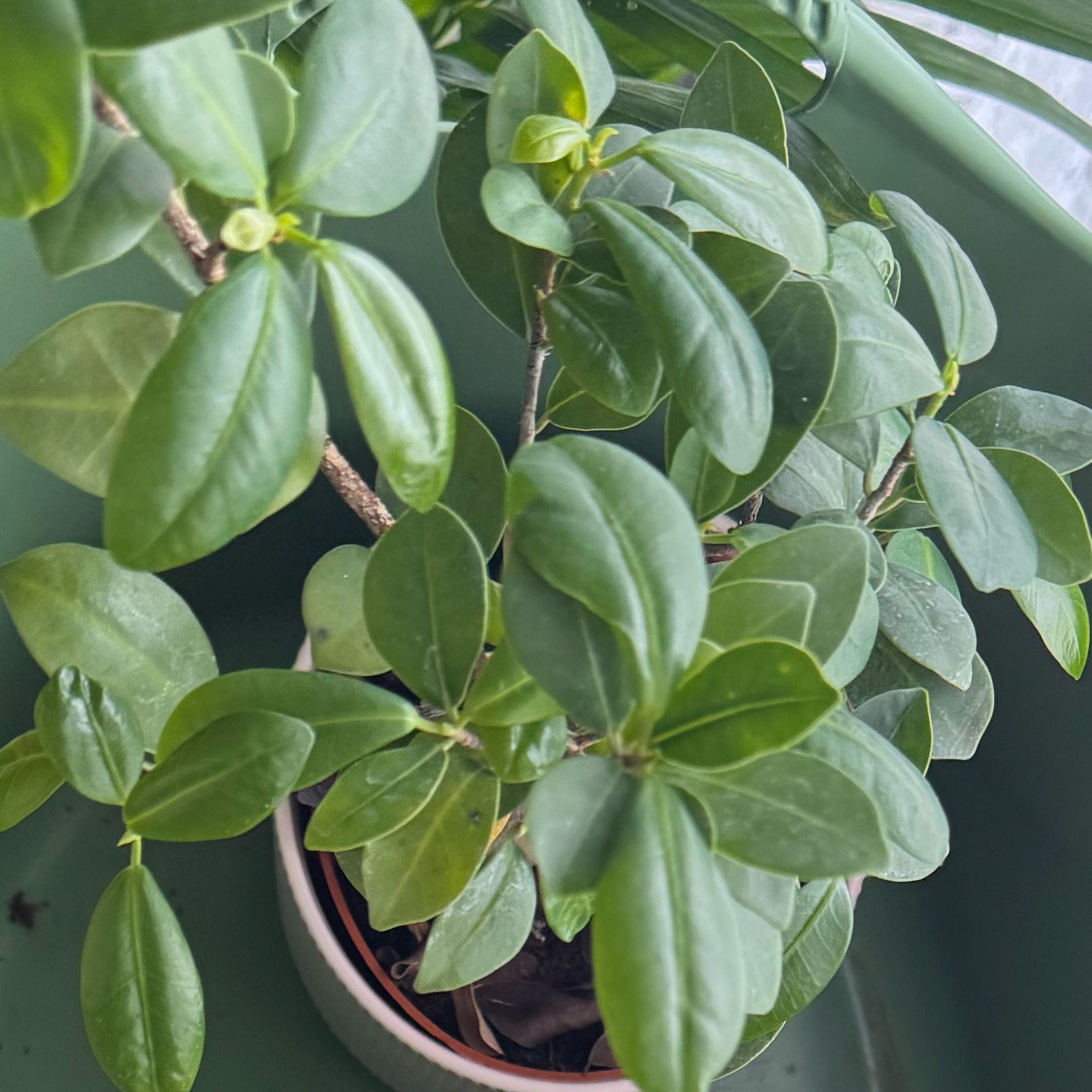 Photo of the plant species Indian Laurel Fig by @DifferentFicus8 named Ronaldo on Greg, the plant care app