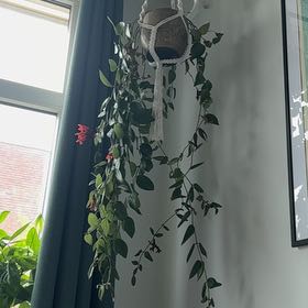 Photo of the plant species Lipstick black by @TopTurkeyoak16 named Einstein on Greg, the plant care app