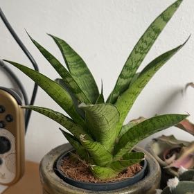Photo of the plant species Snake Plant by @TopTurkeyoak16 named Cleopatra on Greg, the plant care app
