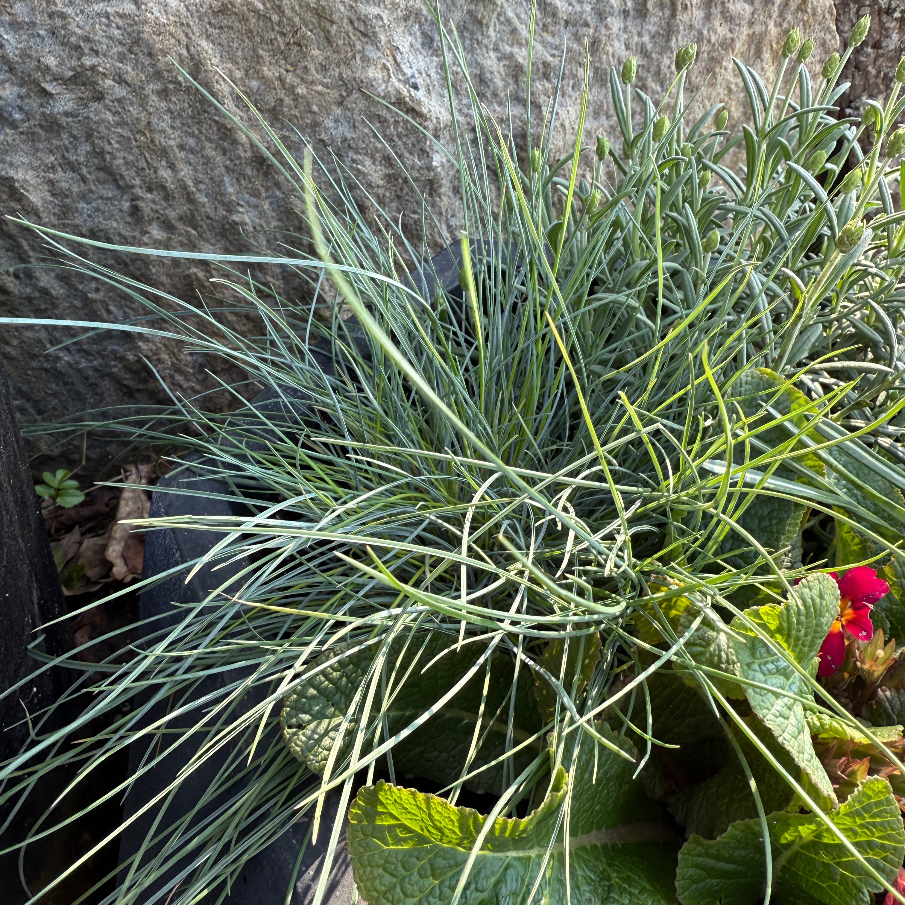 Photo of the plant species Volga Fescue by @GodsendSedge69 named Gregarious on Greg, the plant care app