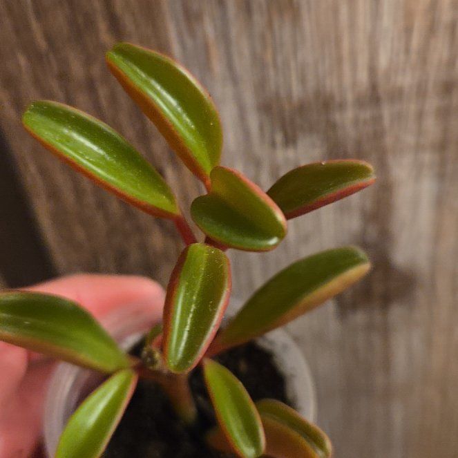 Photo of the plant species Peperomia Ruby Glow by @RobustCalamansi named Orwell on Greg, the plant care app