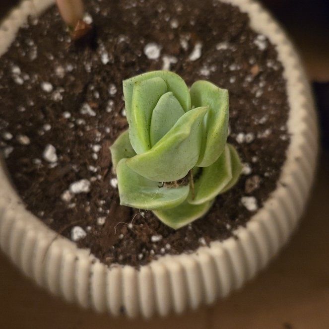 Photo of the plant species Rose Succulent by @RobustCalamansi named Beckham on Greg, the plant care app