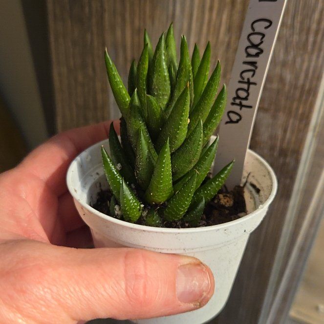 Photo of the plant species Crowded Haworthia by @RobustCalamansi named Kendall on Greg, the plant care app