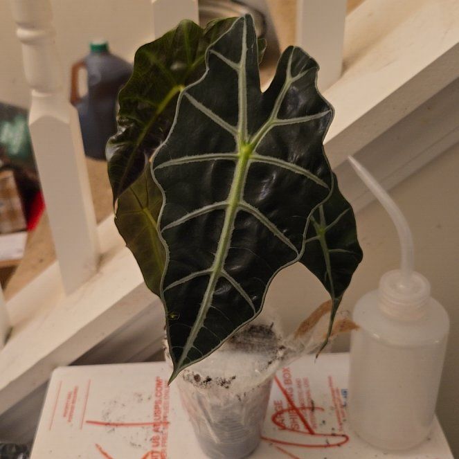 Photo of the plant species Africian Black Mask by @RobustCalamansi named Spike Leaves on Greg, the plant care app