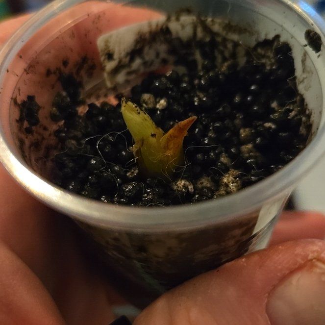Photo of the plant species Dragon moon by @RobustCalamansi named Gobi on Greg, the plant care app