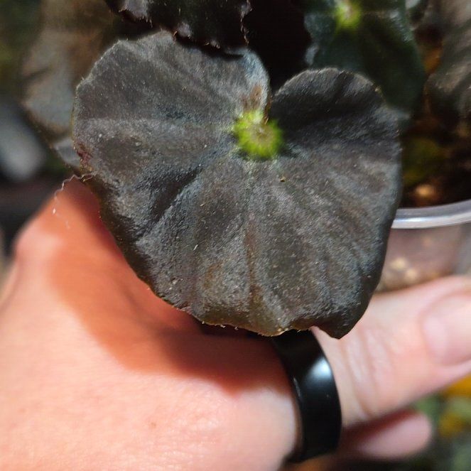 Photo of the plant species Begonia 'Joe Hayden' by @RobustCalamansi named Homer on Greg, the plant care app
