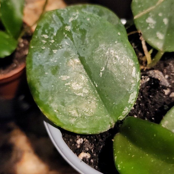 Photo of the plant species Hoya Motoskei by @RobustCalamansi named Tree Diddy on Greg, the plant care app