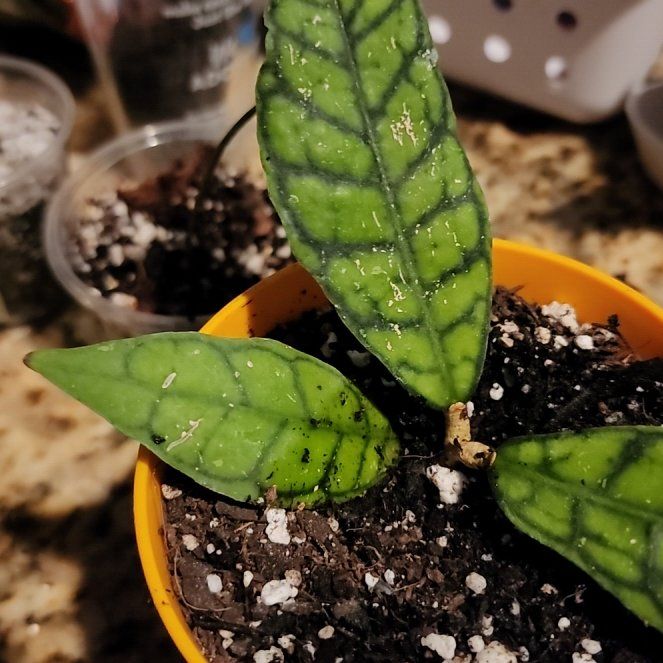 Photo of the plant species Hoya kalimantan by @RobustCalamansi named Orwell on Greg, the plant care app