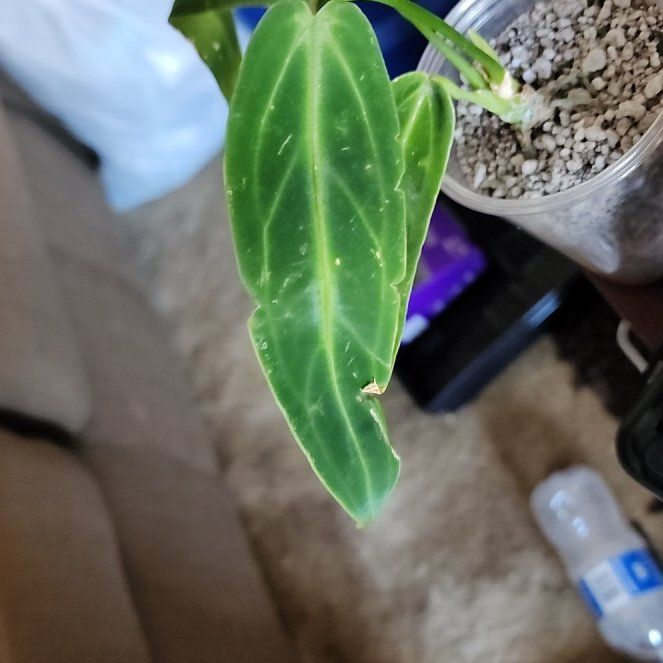 Photo of the plant species Anthurium Queen by @RobustCalamansi named Elizabeth on Greg, the plant care app