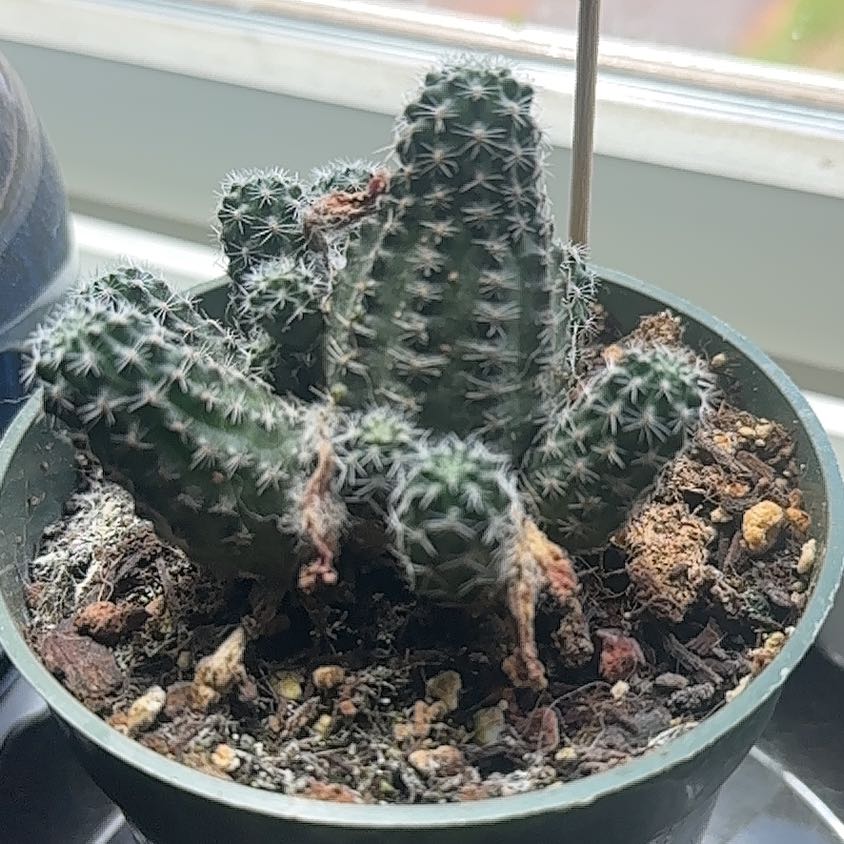 Photo of the plant species Assorted Rebutia by @Medusasgrden named Tupot amaroot on Greg, the plant care app