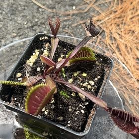 Photo of the plant species Red Dragon Fly Trap by @Medusasgrden named Peter Parker on Greg, the plant care app