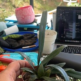 Photo of the plant species Blue Fern by @Medusasgrden named Pax on Greg, the plant care app