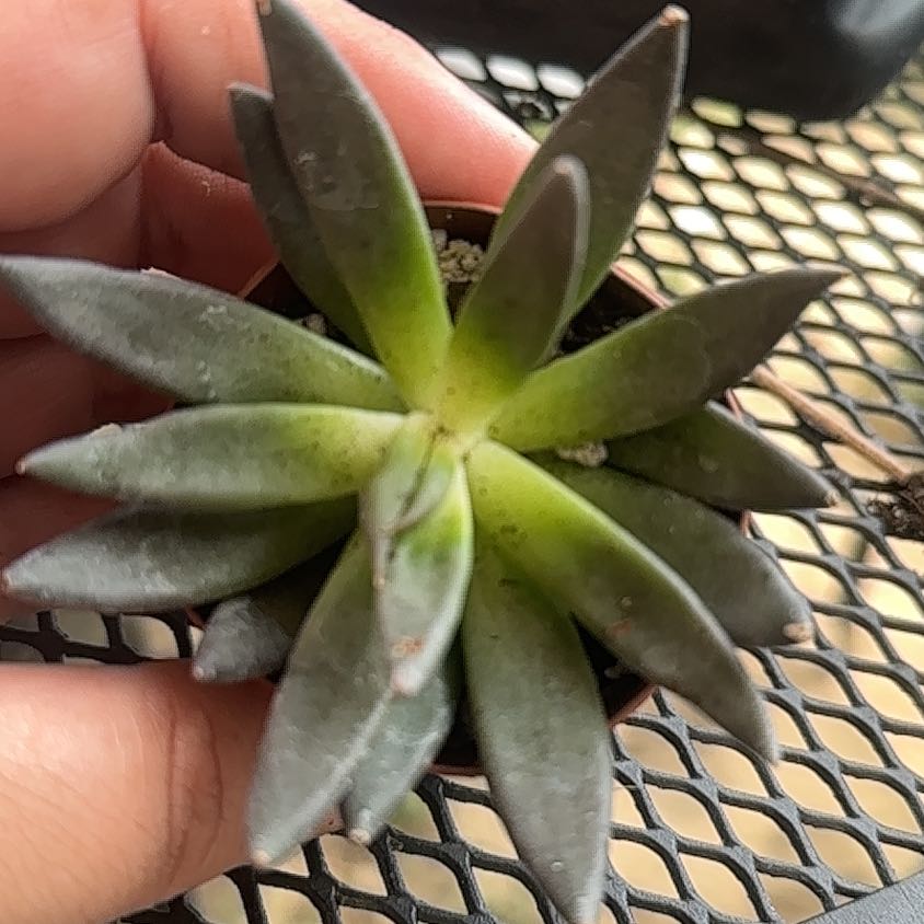 Photo of the plant species Black Echeveria by @Medusasgrden named Marilyn on Greg, the plant care app