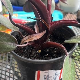 Photo of the plant species Black Cherry Pink Princess by @Medusasgrden named Foxxy on Greg, the plant care app
