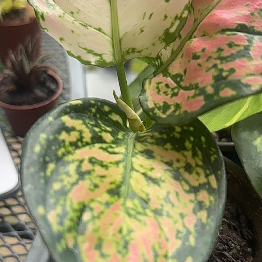 Photo of the plant species Aglaonema Red Valentine Chinese Evergreen by @Medusasgrden named Osmo on Greg, the plant care app