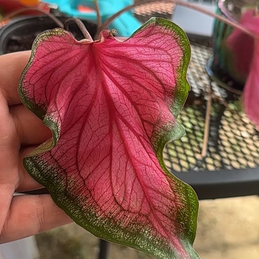 Photo of the plant species Strap Leaf Caladium by @Medusasgrden named Scarlett on Greg, the plant care app