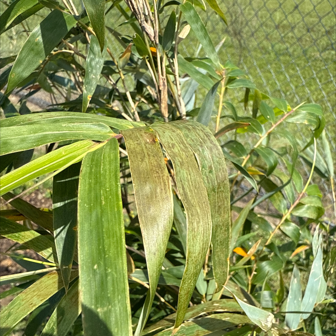 Photo of the plant species Golden Goddess Bamboo by @RadJicaro97 named Harper on Greg, the plant care app