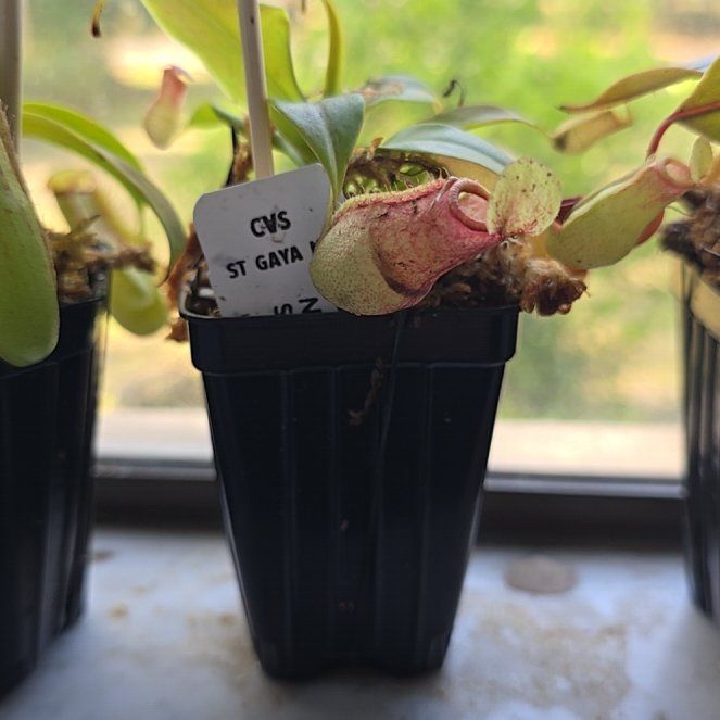 Photo of the plant species Nepenthes St Gaya by @PeakQuince22 named Gaia on Greg, the plant care app