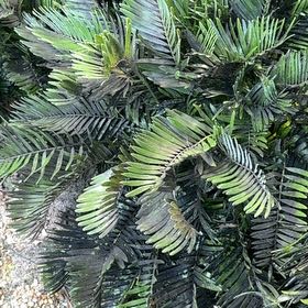 Photo of the plant species Florida Arrowroot by @PureAlmond21 named Leonardo on Greg, the plant care app