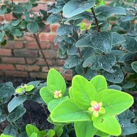 Photo of the plant species Tutsan by @AceTwister29 named Orwell on Greg, the plant care app