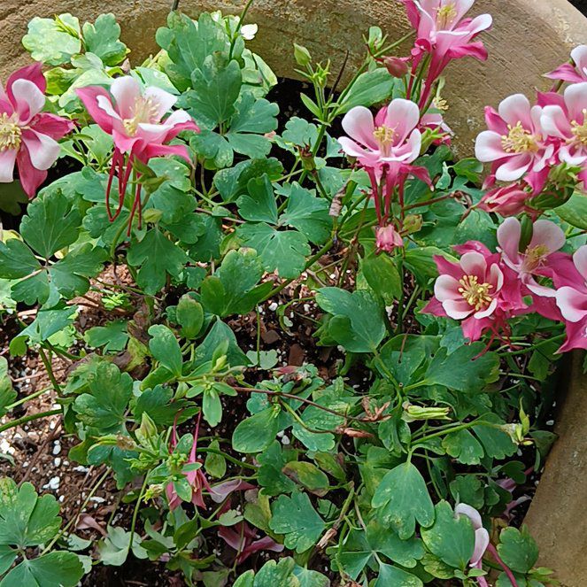 Photo of the plant species Aquilegia 'KirigamiTM Rose & Pink' by @FoxyMeadowzizia named Queen on Greg, the plant care app