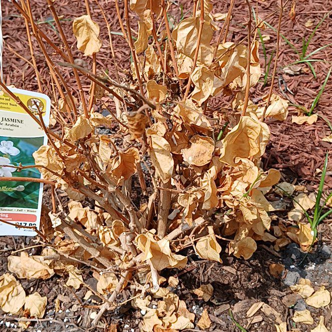 Photo of the plant species Arabian Jointvetch by @FoxyMeadowzizia named Austen on Greg, the plant care app