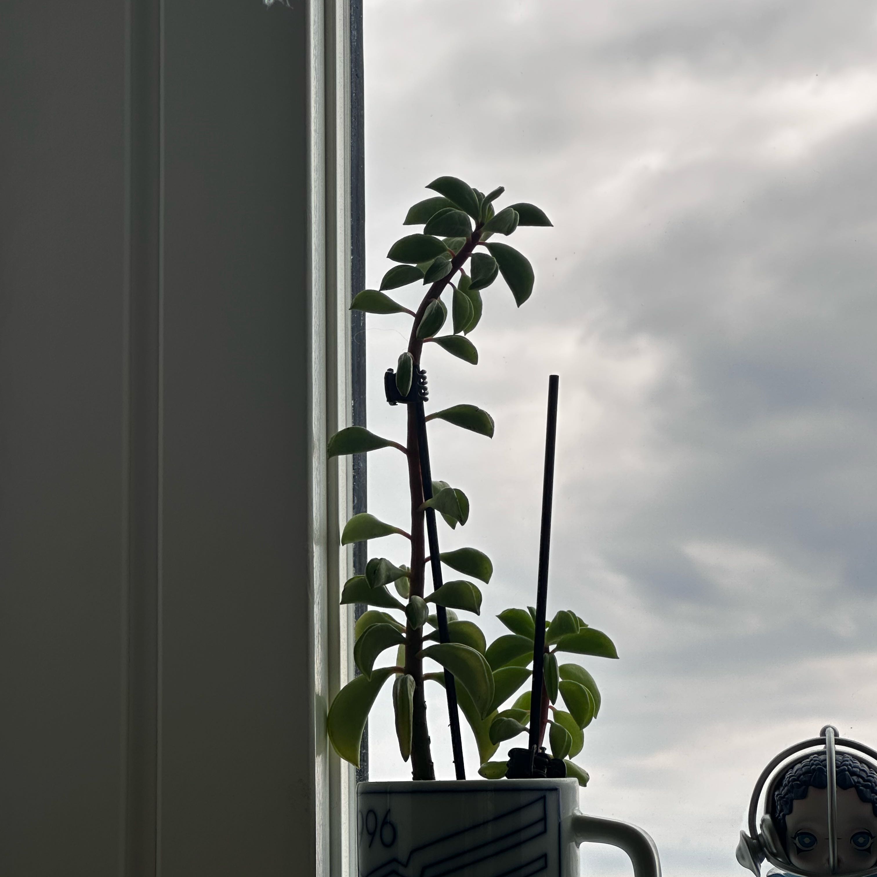 Photo of the plant species Taco Plant by @GemAraceae13 named Terry on Greg, the plant care app