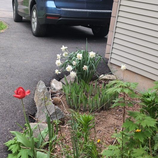 Photo of the plant species Poet's Narcissus by @QueenCowparsley named Tolkien on Greg, the plant care app