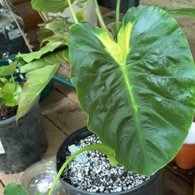 Photo of the plant species White Lava by @LovelyTigerfern named Gomez on Greg, the plant care app
