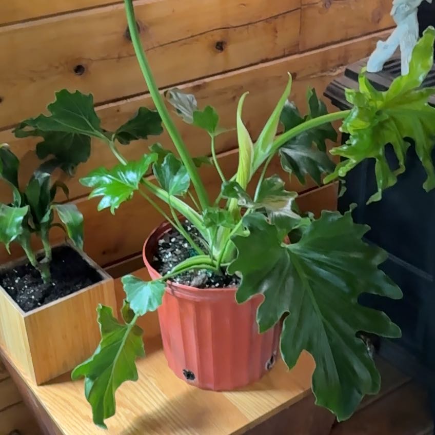 Photo of the plant species Lacy Tree Philodendron by @LovelyTigerfern named Morgan Treeman on Greg, the plant care app