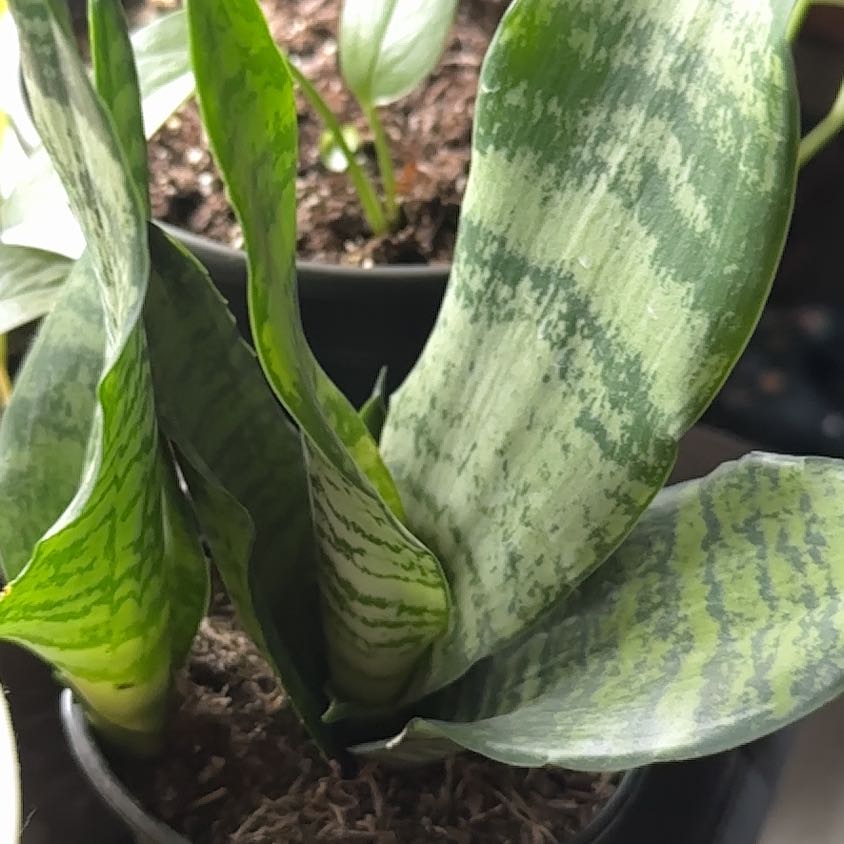 Photo of the plant species sanseviera trifasciata 'golden hahnii' by @MaestroBaibua73 named Kendall on Greg, the plant care app