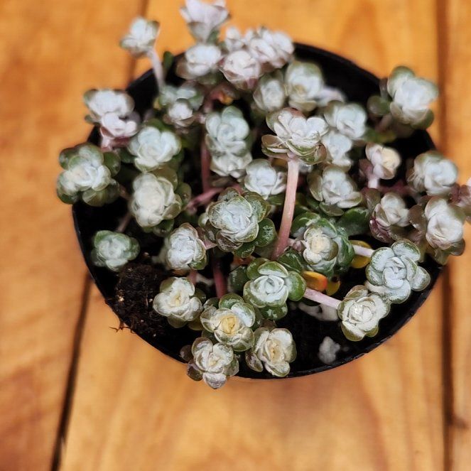 Photo of the plant species Sedum spathulifolium 'Cape Blanco' by @StylishRadish named Mando on Greg, the plant care app