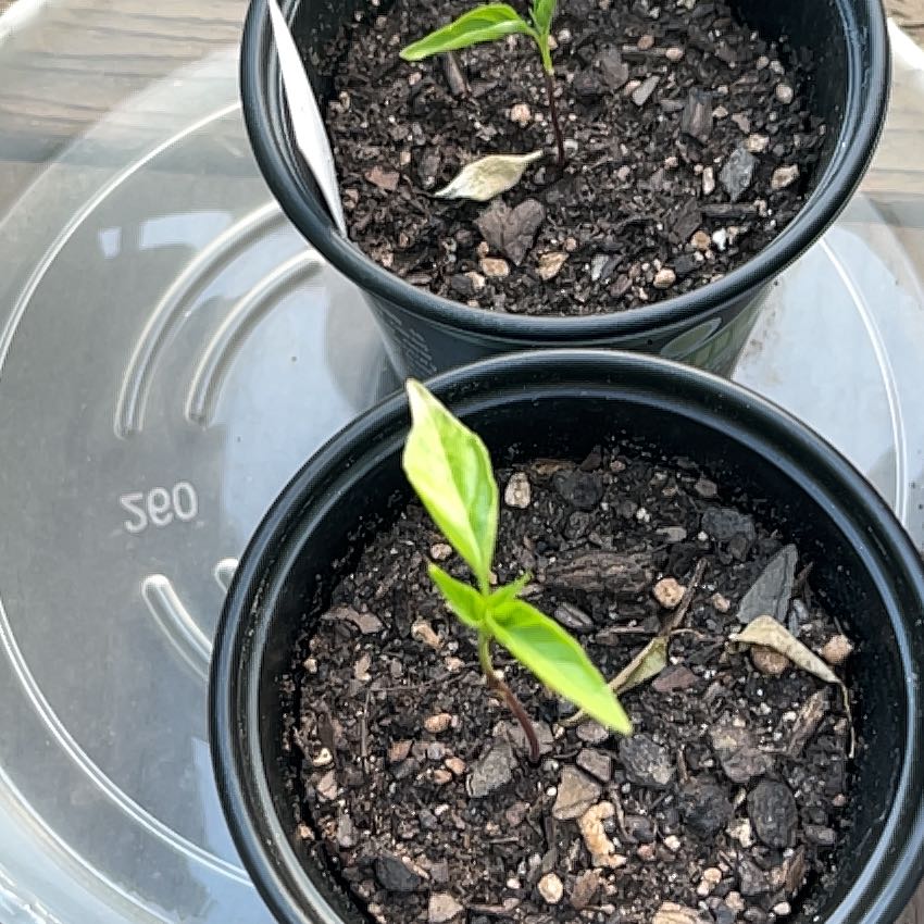 Photo of the plant species Thai Hot Chili by @EnduringTawa24 named Thai Chilis on Greg, the plant care app