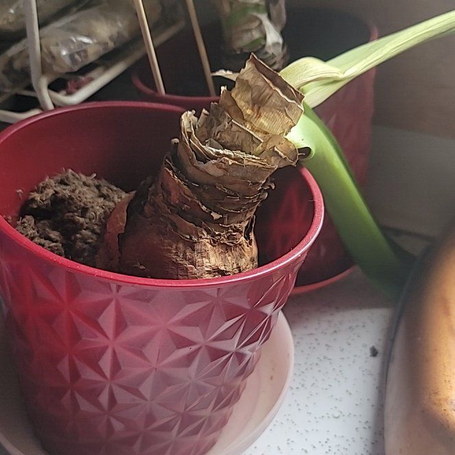 Photo of the plant species Blue-Hyacinth by @LordPurplesword named Sage on Greg, the plant care app