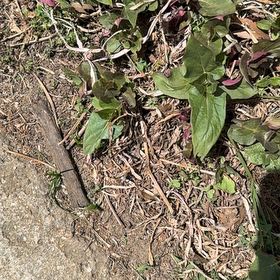 Photo of the plant species Indian-Ink by @MarvelousAtom68 named Rosa on Greg, the plant care app