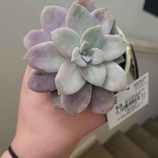 Photo of the plant species Succulent by @HighRosea78 named Dill prickle on Greg, the plant care app